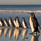 Optimized Ib As Different Species Penguins Standing Together (Falklands) 69456628 Josh Anon