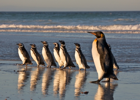 Optimized Ib As Different Species Penguins Standing Together (Falklands) 69456628 Josh Anon