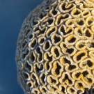 Optimized Polyps Of Star Coral Family Dichocoenia Stephen Gibson