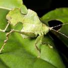 Adaptation Leaf Mimic Katydid, Ecuador Rainforest 176543591 Dr. Morley Read