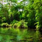 Jungle, Green Bush And Water Spring In Africa. Tsavo West, Kenya 130142492 Photocreo Michal Bednarek