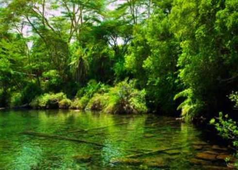 Jungle, Green Bush And Water Spring In Africa. Tsavo West, Kenya 130142492 Photocreo Michal Bednarek