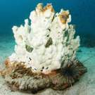 Acidification Bleached Coral Jon Milnes