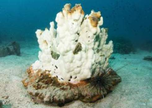 Acidification Bleached Coral Jon Milnes