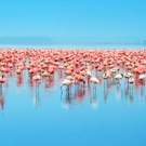 Congregatory Flocks Of Flamingo, Lake Nakuru Kenya 51047290 Anna Omelchenko