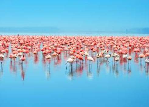 Congregatory Flocks Of Flamingo, Lake Nakuru Kenya 51047290 Anna Omelchenko