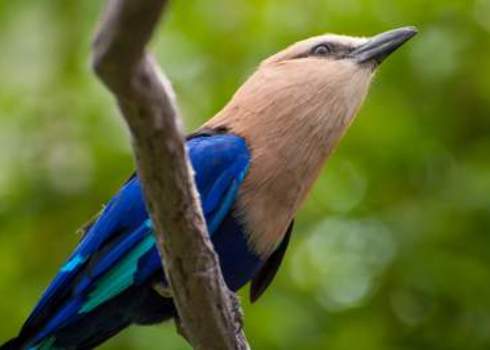 Biome Restricted Species Blue Bellied Roller (Coracias Cyanogaster)  134439677 Ruth Choi