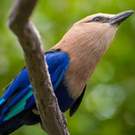 Biome Restricted Species Blue Bellied Roller (Coracias Cyanogaster)  134439677 Ruth Choi