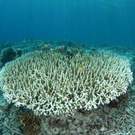 Climate Change Coral Bleaching Melvin Lee