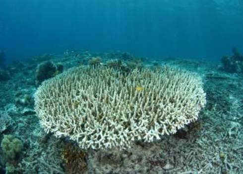 Climate Change Coral Bleaching Melvin Lee