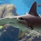 Cites Scalloped Hammerhead Shark On Reef Sphyrna Lewini Ian Scott