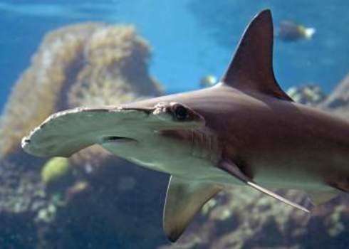 Cites Scalloped Hammerhead Shark On Reef Sphyrna Lewini Ian Scott