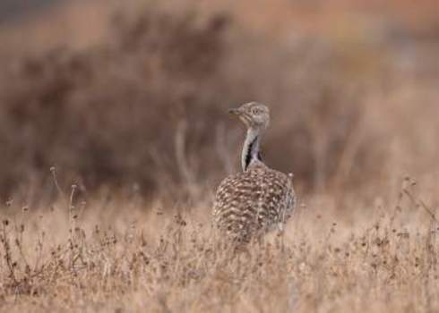 Cms Houbara Bustard On Lanzarote  152947511 Johannes Dag Mayer