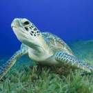 Green Sea Turtle Chelonia Mydas Rich Carey