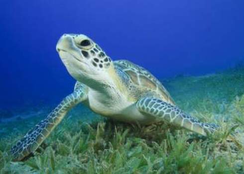 Green Sea Turtle Chelonia Mydas Rich Carey