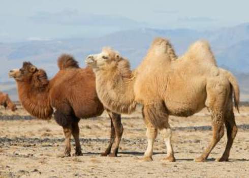 Cr Bactrian Camel Pair Mongolia Hunta