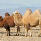 Cr Bactrian Camel Pair Mongolia Hunta