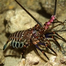 Dd Banded Spiny Lobster (Panulirus Marginatus) 120001354 Slateterreno