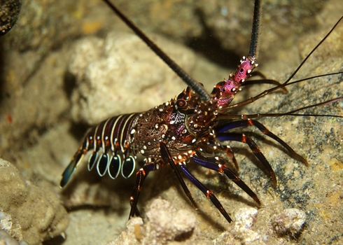Dd Banded Spiny Lobster (Panulirus Marginatus) 120001354 Slateterreno