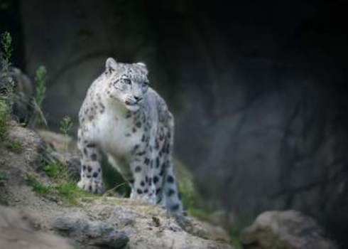 En Snow Leopard Panthera Unica Unica Peter Wey