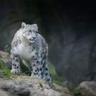 En Snow Leopard Panthera Unica Unica Peter Wey