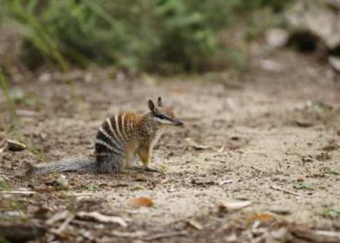 En Rare Numbat Australia Julian W