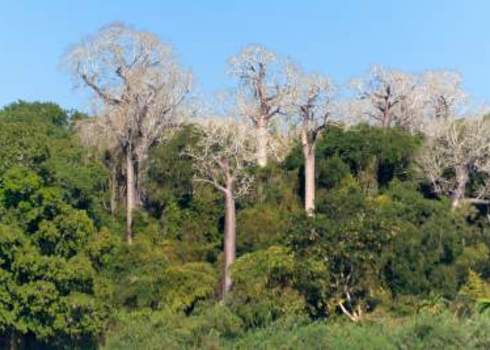 Endemic Species Baobabs Endemic To Madagascar By R Iver Tsiribihina Pierre Yves Babelon