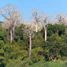 Endemic Species Baobabs Endemic To Madagascar By R Iver Tsiribihina Pierre Yves Babelon