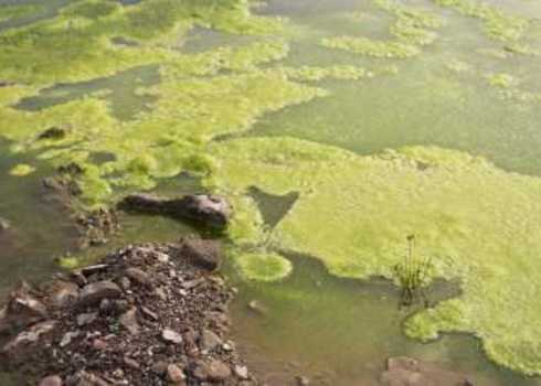 Eutrophication Algae Polluted Water 87668188 Dominique Landau