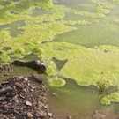 Eutrophication Algae Polluted Water 87668188 Dominique Landau