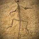 Extinction Fossil Of A Prehistoric Creature 118789216 Marcio Jose Bastos Silva