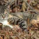 Feral Homeless Wild Feral Cats In The Woods 201693680 Joseph M. Arsenau