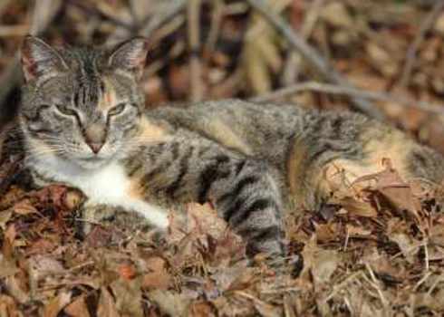 Feral Homeless Wild Feral Cats In The Woods 201693680 Joseph M. Arsenau