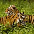 Flagship Species Two Tigers In Green Bush Ranthambhore Indiangypsy