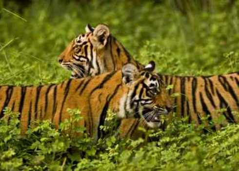 Flagship Species Two Tigers In Green Bush Ranthambhore Indiangypsy