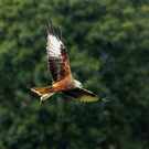 Flyway Red Kite, Bird Of Prey In Flight 114200767 Targn Pleiades