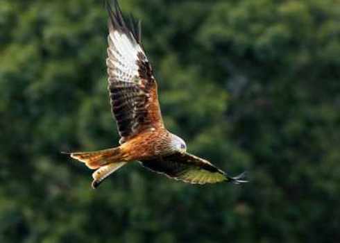 Flyway Red Kite, Bird Of Prey In Flight 114200767 Targn Pleiades