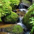 Freshwater Mountain Stream Among Mossy Stones Zeljko Radojko