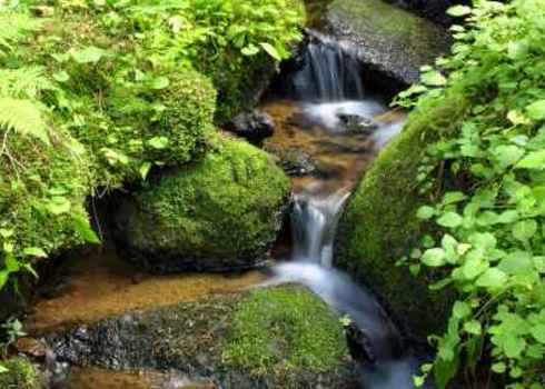 Freshwater Mountain Stream Among Mossy Stones Zeljko Radojko