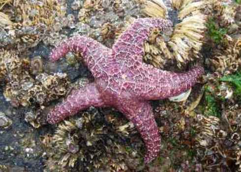 Keystone Species Purple Sea Star (Pisaster Ochraceus) 151622429 Lauraslens