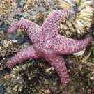 Keystone Species Purple Sea Star (Pisaster Ochraceus) 151622429 Lauraslens