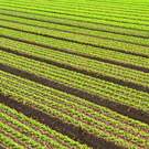 Intensive Farming Intensive Cultivation Of Green Salad In Agricultural Area 210859144 Fede Candoni Photo