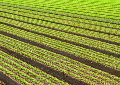 Intensive Farming Intensive Cultivation Of Green Salad In Agricultural Area 210859144 Fede Candoni Photo