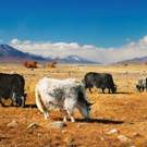 Functional Group Yaks Grazing In The Desert Mongolia Pichugin Dmitry