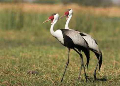 Indigenous Species Wattled Crane, South Africa (Bugeranus Carunculatus) 166882520 Bildagentur Zoonar Gmb H