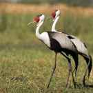 Indigenous Species Wattled Crane, South Africa (Bugeranus Carunculatus) 166882520 Bildagentur Zoonar Gmb H