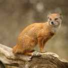 Lc Portrait Of Yellow Mongoose Cynictis Penicillata S.Cooper Digital