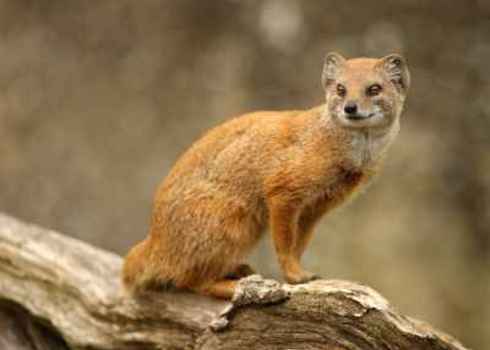 Lc Portrait Of Yellow Mongoose Cynictis Penicillata S.Cooper Digital