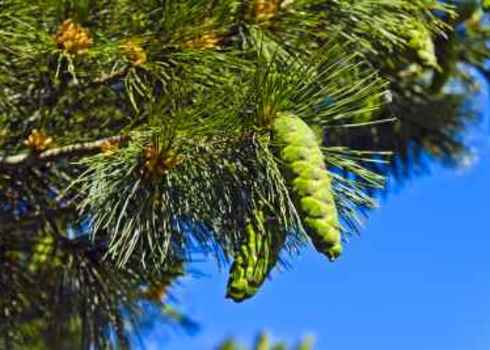 Nt Macedonian Pine (Pinus Peuce) 157662752 Trofimenko Sergei