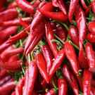 Provisioning Services Red Chilli Pepper Strings Hungary Frank Chang